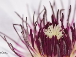 Clematis-1